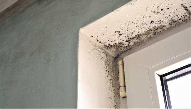Mold Odor Removal Services in Goodhue, MN