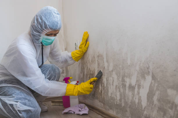 Best Attic Mold Removal  in Goodhue, MN